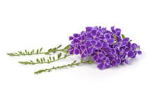 Purple Flowers Isolated On A White Background.