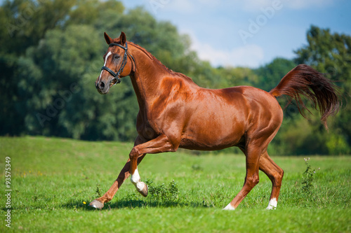 Naklejka na szybę Galloppierendes Pferd