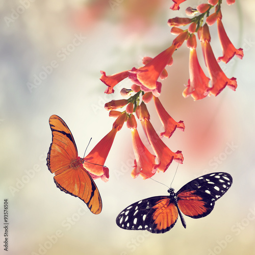 Trumpet Vine and Butterflies