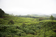 Greenery in Eravikulam National Park