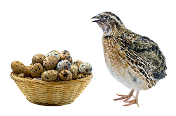 Quail and wooden basket with eggs isolated on white background