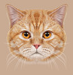British shorthair cat animal cute face. Illustrated happy tabby orange stripe pattern British kitten head portrait. Realistic fur portrait of British copper eyes cat isolated on beige background.