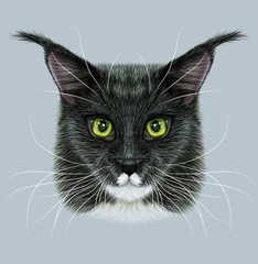 Maine coon cat animal cute face. Illustrated happy black and white kitten head portrait. Realistic bicolor fur portrait of American longhair maine coon kitty isolated on gray background.