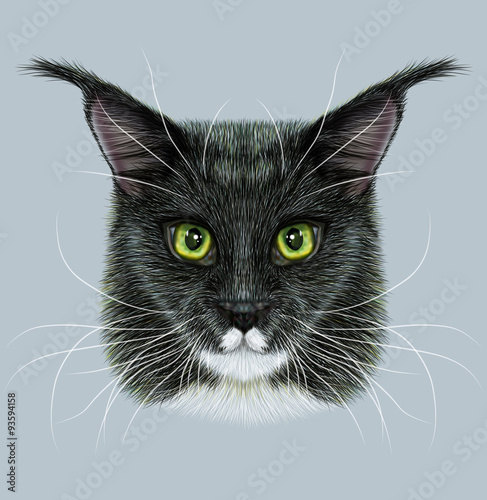 Maine Coon Cat Animal Cute Face Illustrated Happy Black And White