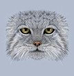 Pallas cat animal face. Vector Asian Russian mountain Manul cat head portrait. Realistic fur portrait of wild otocolobus manul cat isolated on blue background.