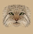 Pallas cat animal face. Vector Asian Russian mountain Manul cat head portrait. Realistic fur portrait of wild otocolobus manul cat isolated on beige background.
