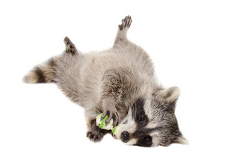 Wall Mural - funny raccoon chewing rawhide bone