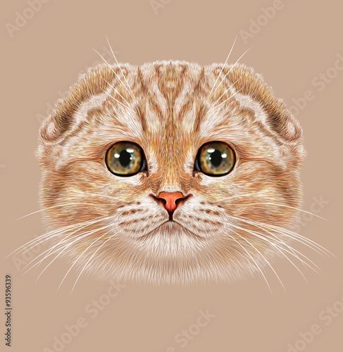 Scottish Fold Cat Animal Cute Face Illustrated Happy Orange