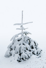 Small Pine Tree Covered In Snow