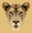 Lioness animal cute face. Illustrated African wild lion cat head portrait. Realistic fur portrait of lioness isolated on beige background.