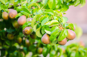 Wall Mural - Bunch of ripe pears hanging on a branch with fresh green leafs on a sunny summer day suggesting natural healthy organic fruit