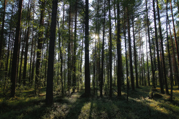 Wall Mural - forest landscape in summer europe pine