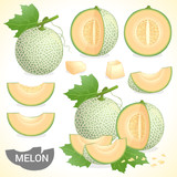 Set of cantaloupe melon fruit in various styles vector format