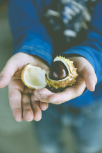 Child With Chestnut Conker