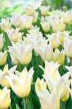 Fototapeta Tulipany - Yellow tulips in flower bed
