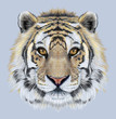 Portrait of a Tiger on blue background. Beautiful face of big cat.