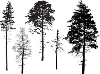 Sticker - five swamp pine silhouettes isolated on white