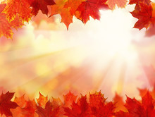Fall Background With Autumn Maple Leaves