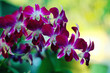 red maroon flowers orchid macro green background