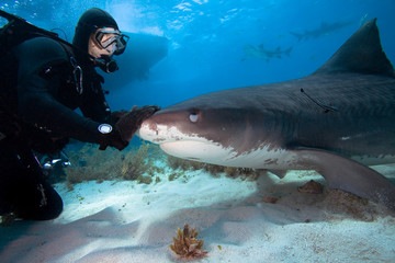 Wall Mural - Diver interacting with a tiger shark