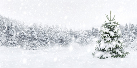 Wall Mural - Fir tree in thick snow