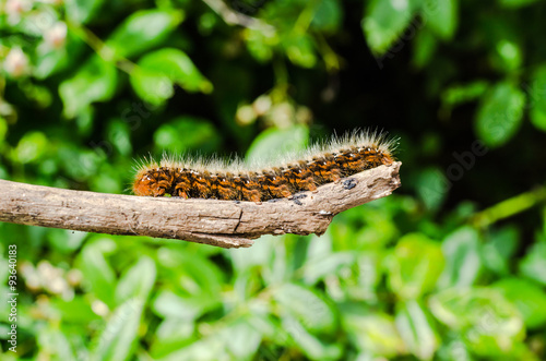 Chenille Urticante Processionnaire Du Pin Thaumetopoea Pityocampa Stock Photo Adobe Stock Chenille Urticante Processionnaire Du Pin Thaumetopoea Pityocampa Stock Photo Adobe Stock