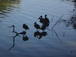 flock of birds silhouette on the water