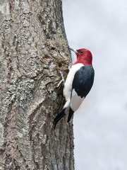 Wall Mural - Male Red-headed Woodpecker