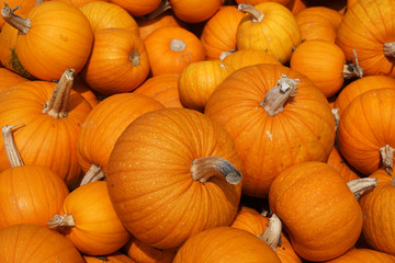 Wall Mural - piles of pumpkins