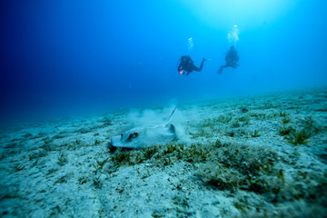 Wall Mural - Underwater world