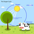 the oxygen cycle