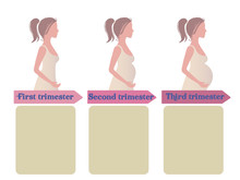 Pregnancy Trimester Infographic 