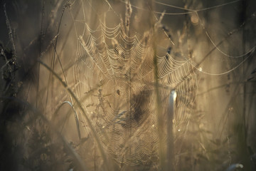 spider web in the morning