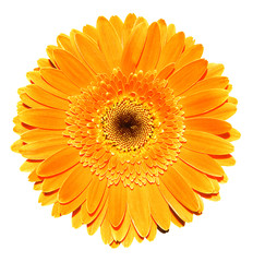 Wall Mural - Orange gerbera flower macro photography isolated on white