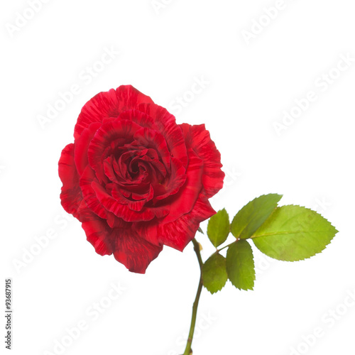 single red rose  isolated  background