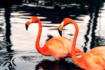 Fotoroleta fauna woda dziki ptak