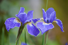 Two Blue Iris Flowers