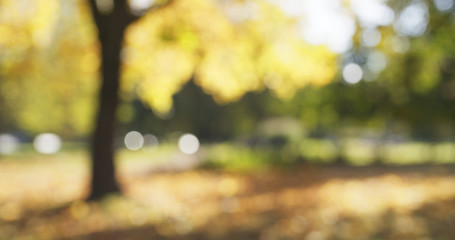 Wall Mural - blurred background of autumn park