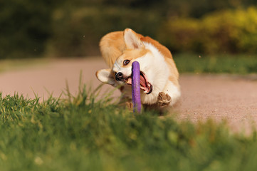 dog Welsh Corgi plays in the Park