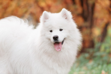 Smiling happy Samoyed dog