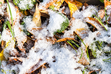 Poster - fallen leaves and green grass under first snow