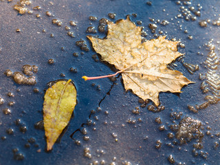 Poster - yellow leaves in puddle from melting first snow