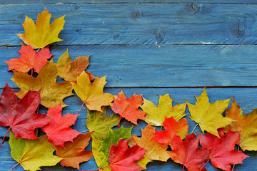 Color maple leaves on blue wooden background