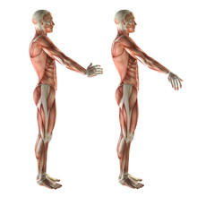 3D Medical Figure Showing Wrist Radial Deviation And Ulnar Devia