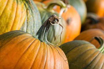 Wall Mural - Closeup of autumn pumpkins at the pumpkin patch
