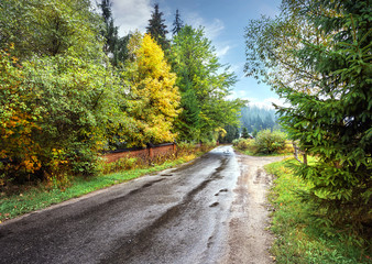 Wall Mural - asphalt road among autumn trees