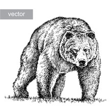Engrave Bear Illustration