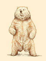 Sticker - engrave bear illustration