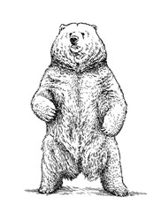 Sticker - engrave bear illustration