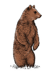 Wall Mural - engrave bear illustration